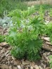 Serdecznik pospolity ‘Crispa’ (Leonurus cordifolia ‘Crispa’)